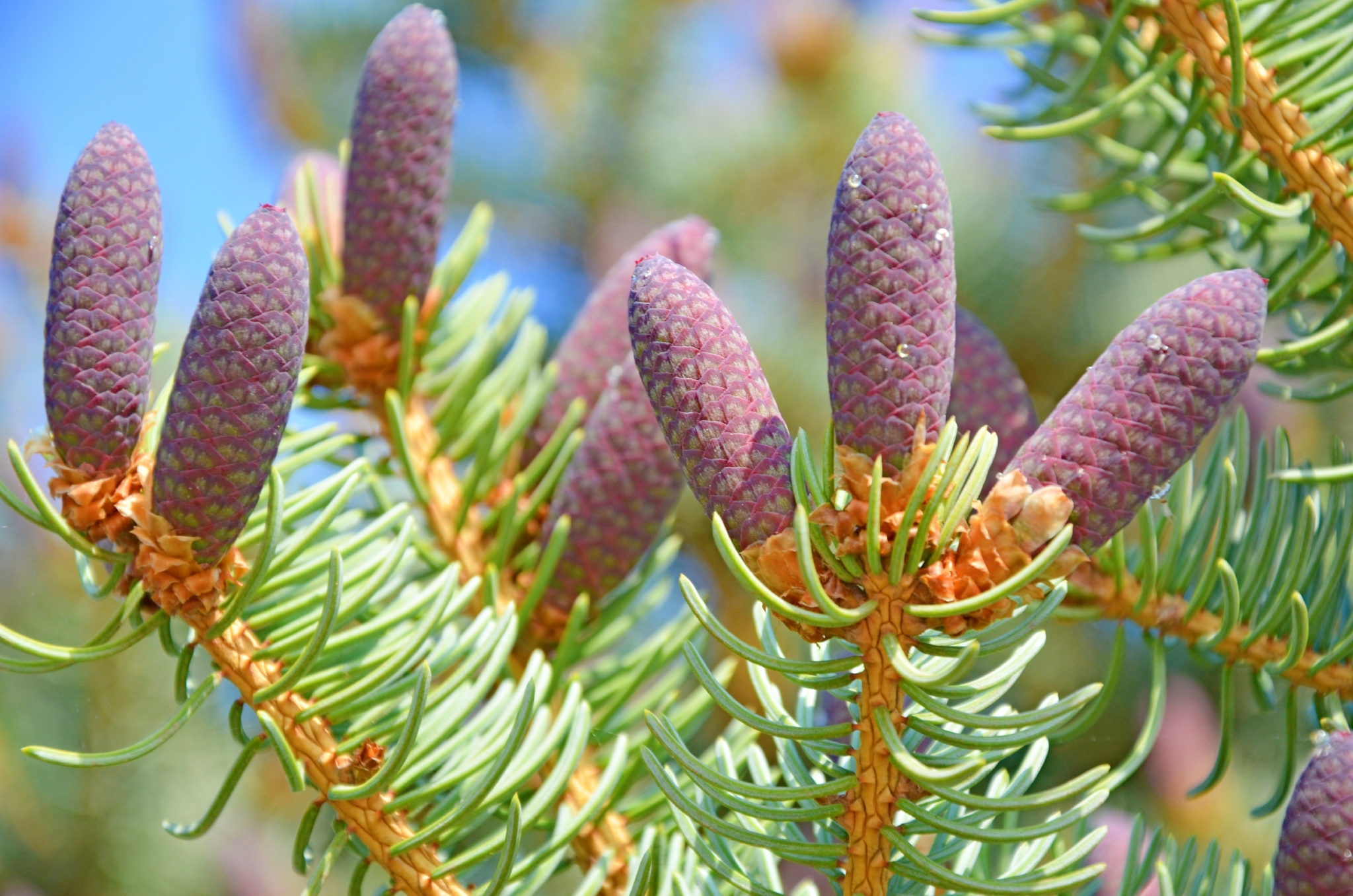 云杉果实由红色变成粉紫色,原创拍摄_高清图集_新浪网