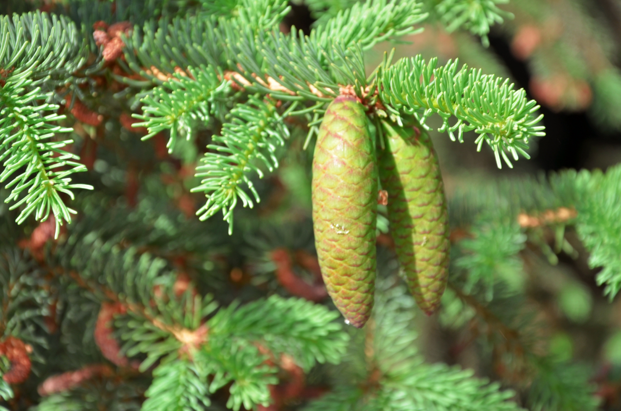 云杉果实变化莫测,原创拍摄