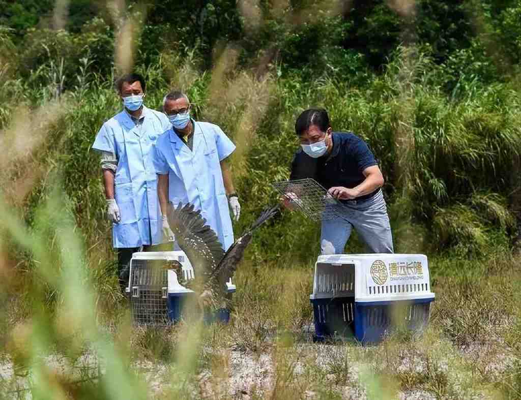 世界上最神秘的鸟现身!比大熊猫还稀有,不足1000只,全都在我国休闲区蓝鸢梦想 - Www.slyday.coM 世界上最神秘的鸟现身!比大熊猫还稀有,不足1000只,全都在我国休闲区蓝鸢梦想 - Www.slyday.coM