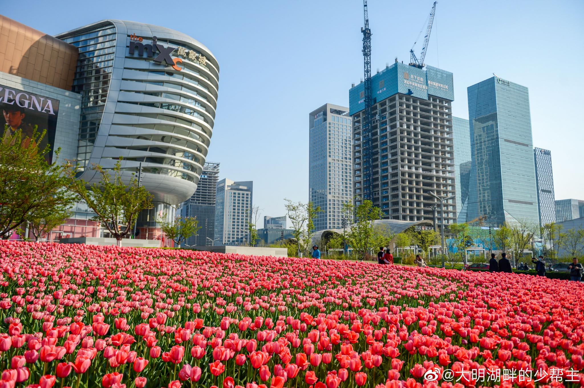 3月末济南经十路上万象城门口大片的郁金香竞相争艳