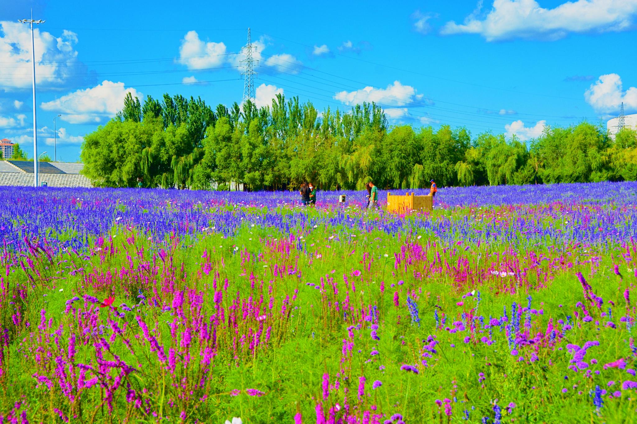 【携程攻略】景点,东方普罗旺斯薰衣草庄园位于怀柔镇郭家坞村，每到6月，鲜花绚烂，游…