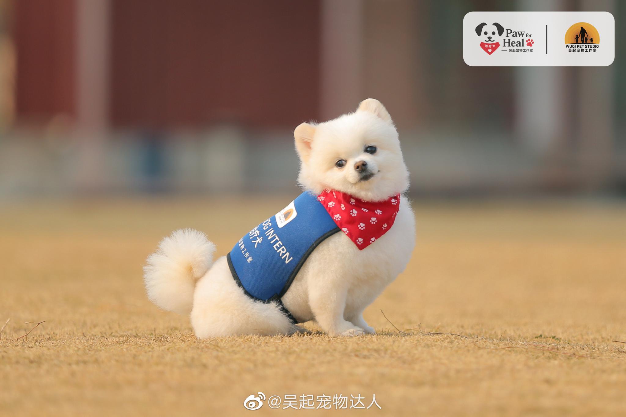 直播间 听说还会带着治疗犬团队中两位size最小的成员和大家见面哦 直播间 听说还会带着治疗犬团队中两位size最小的成员和大家见面哦