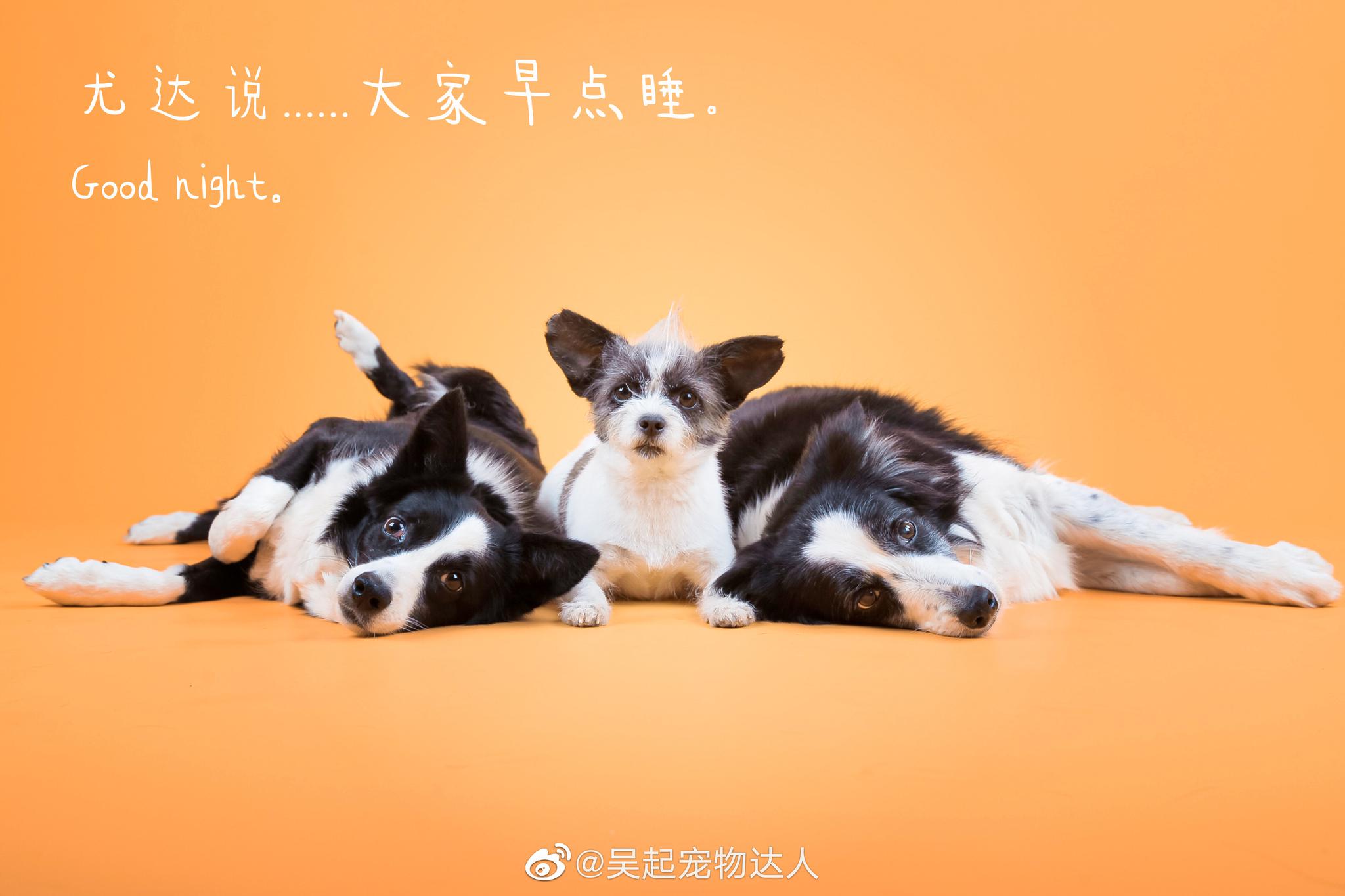 直播间 听说还会带着治疗犬团队中两位size最小的成员和大家见面哦 直播间 听说还会带着治疗犬团队中两位size最小的成员和大家见面哦