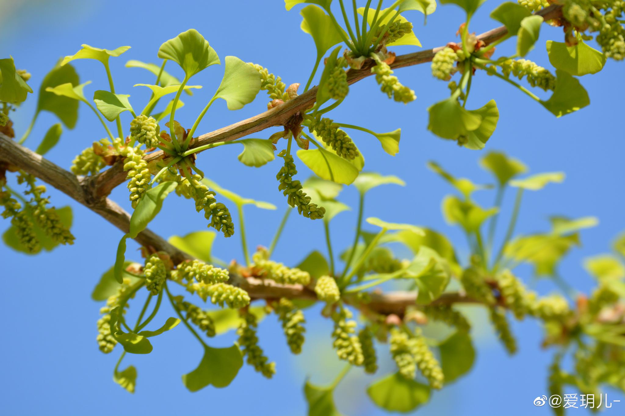 春天银杏树也会开美丽的小花_高清图集_新浪网