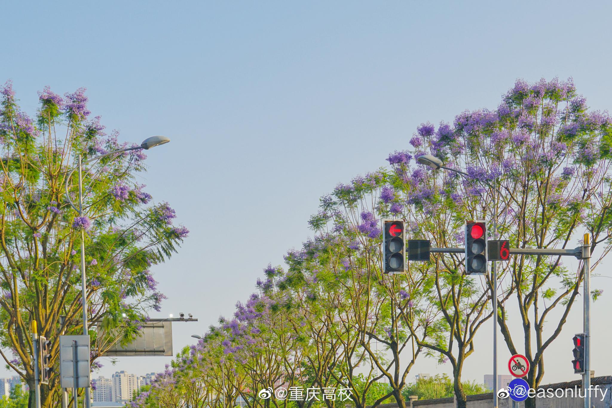 大学城,熙街蓝花楹大道,美不胜收啊|蓝花楹|大学城|重庆高校_新浪新闻