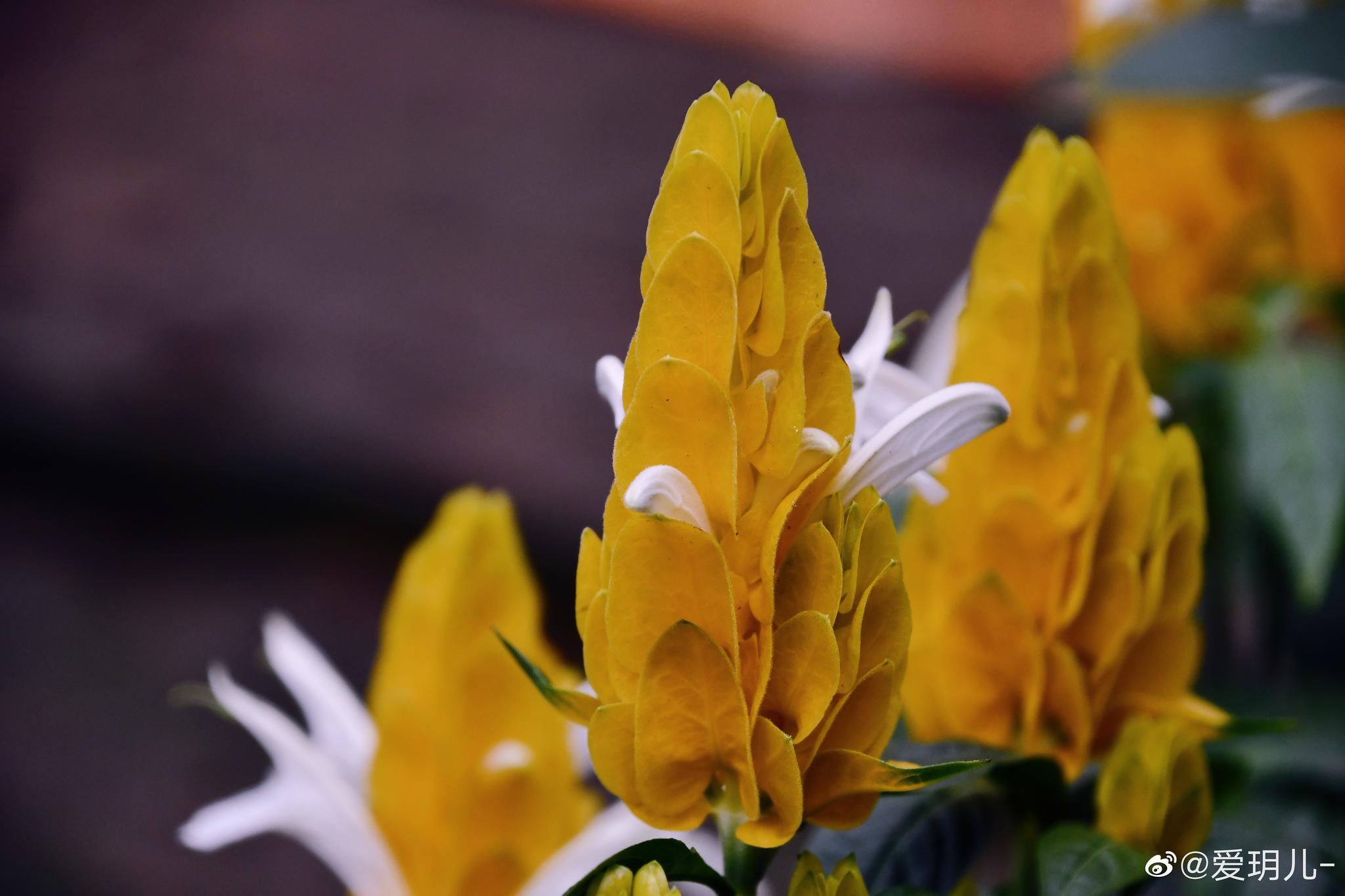 花形很特别的植物黄金塔名副其实_高清图集_新浪网