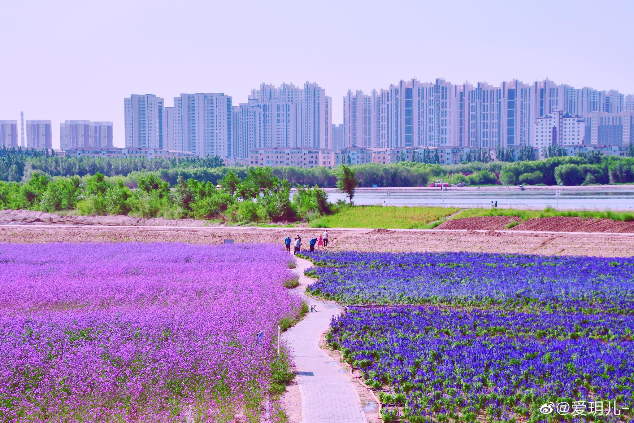 再来一组通辽市薰衣草花园
