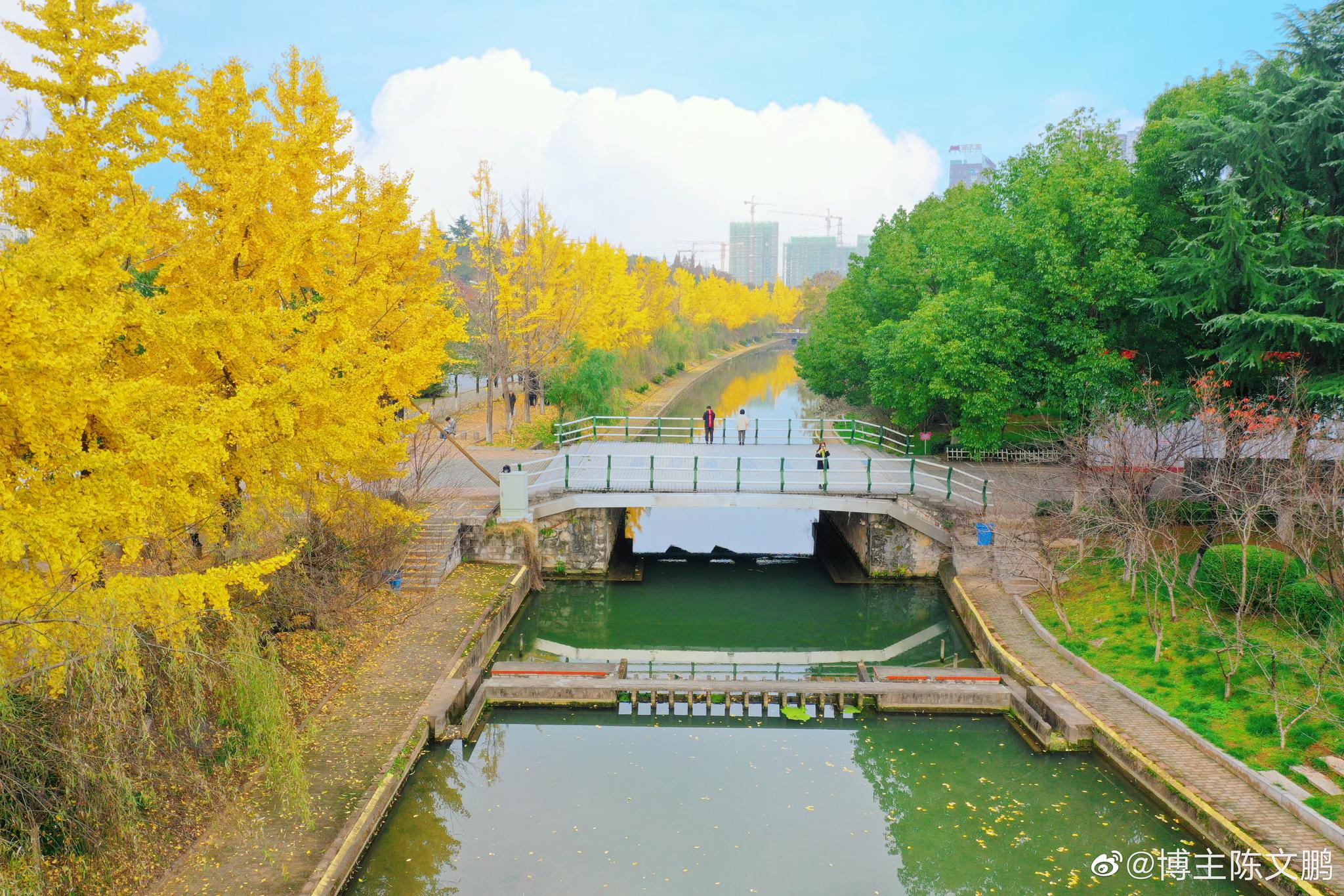 三峡大学晚秋银杏_高清图集_新浪网