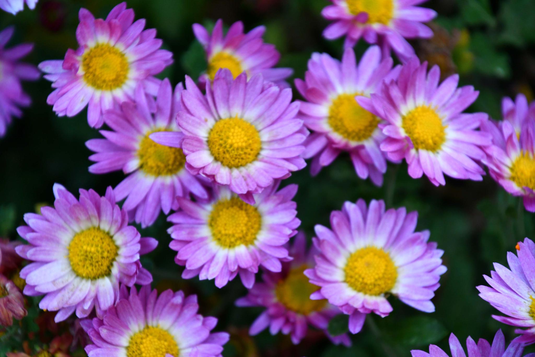 再来一组九图花型不一样的小菊花_高清图集_新浪网