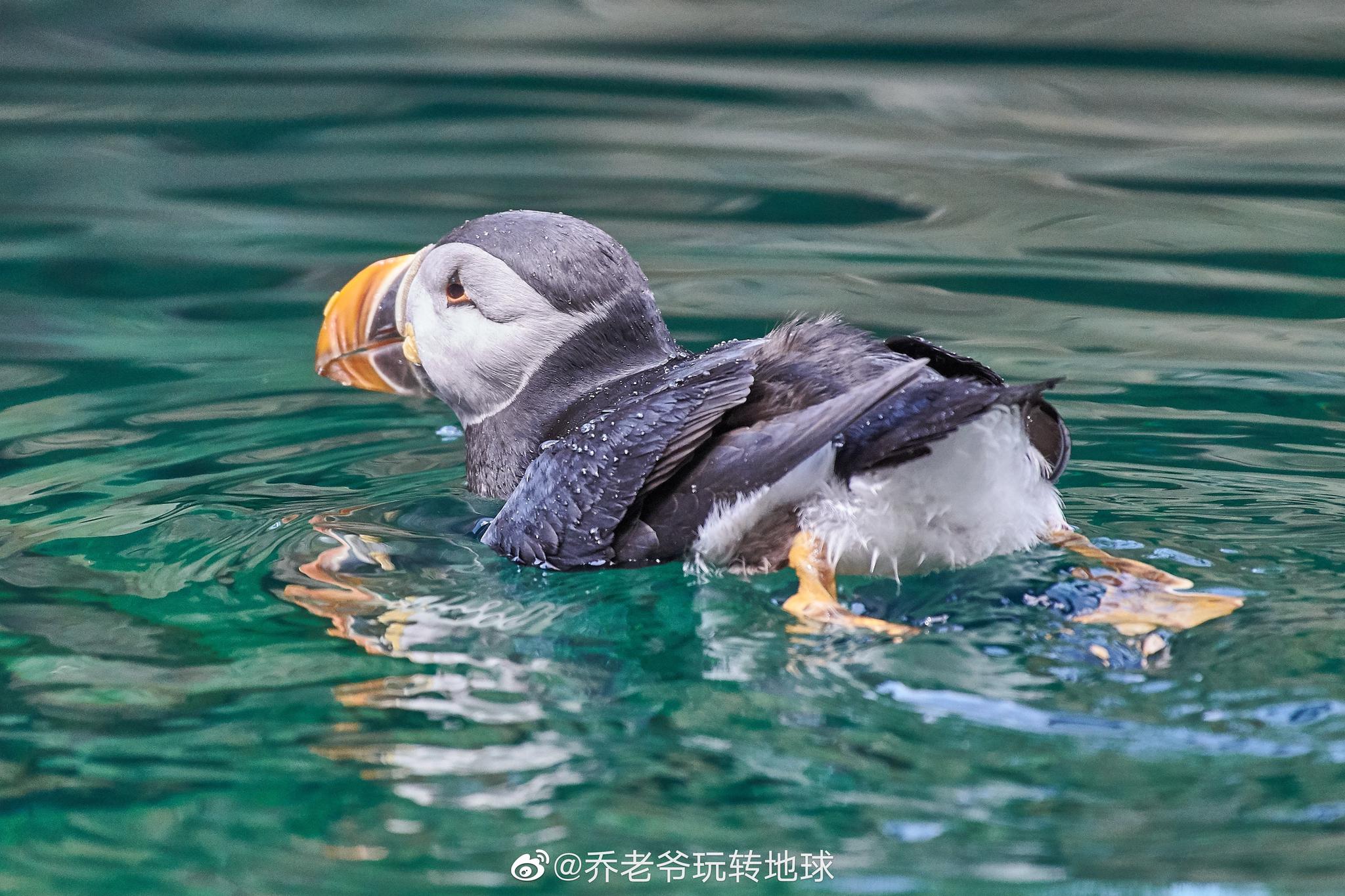 机灵可爱的海雀,是鸟纲鸥形目海雀科鸟类的通称