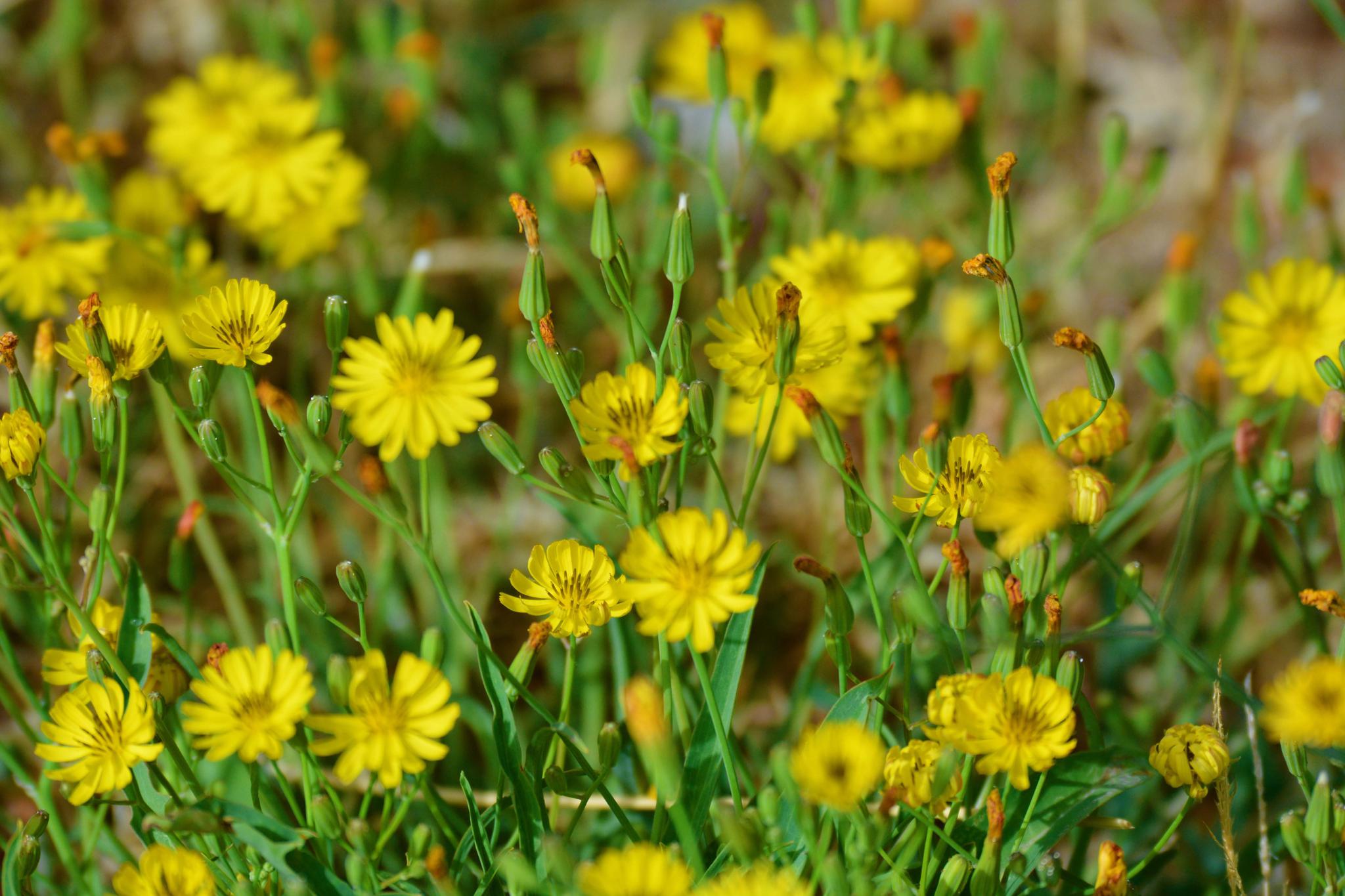 野生植物苦麦菜的小花