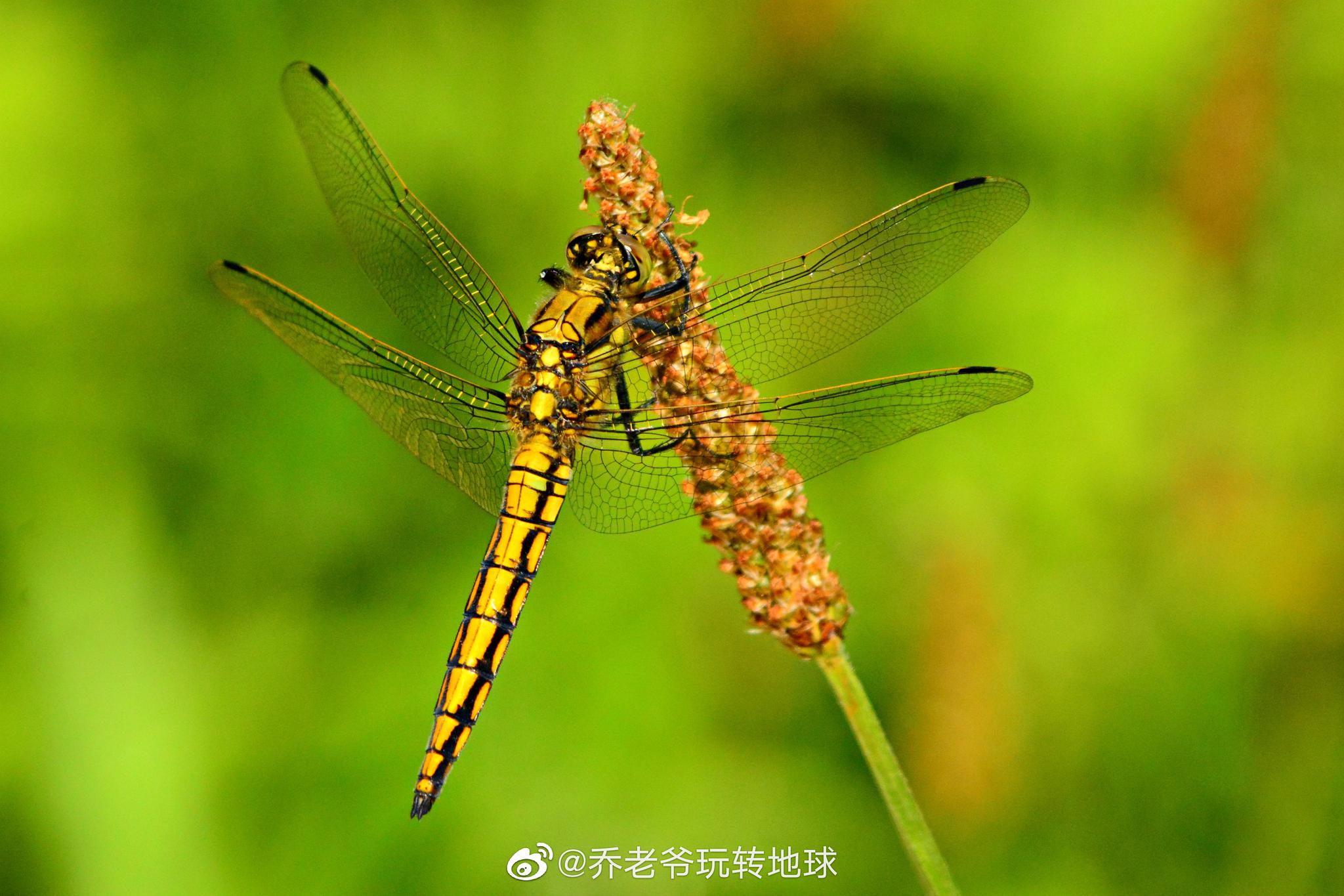 蜻蜓,无脊椎动物,节肢动物门,昆虫纲,有翅亚纲,蜻蜓目……_高清图集