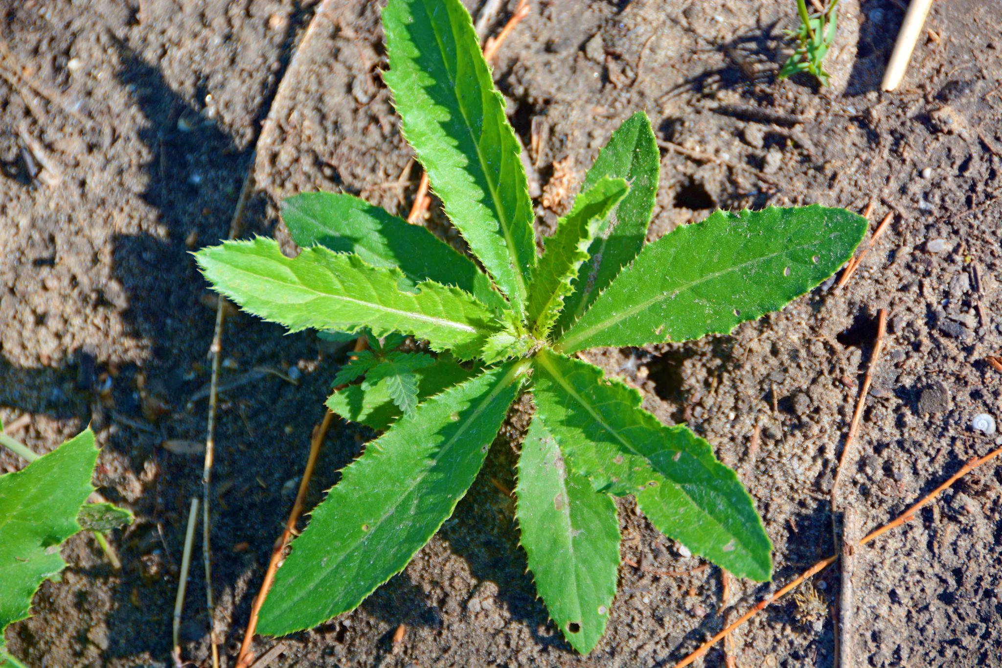 春天的刺菜绿油油