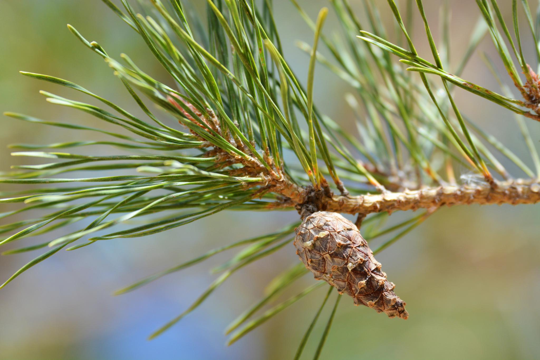 春天樟子松的果实