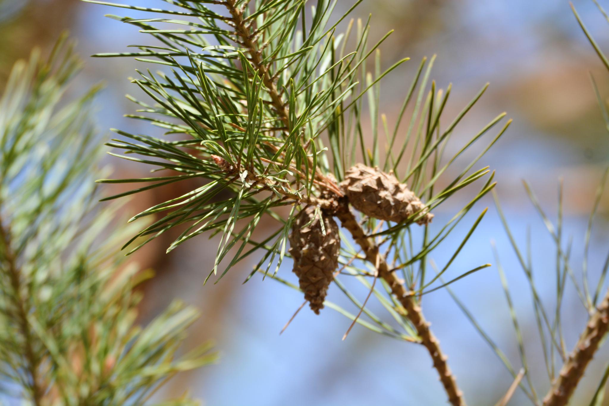 春天樟子松的果实