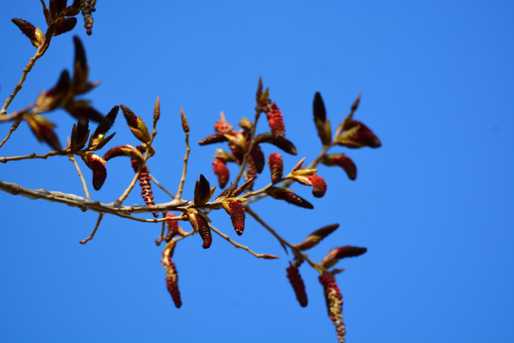 红花枫杨树不同时间花序的变化非常大