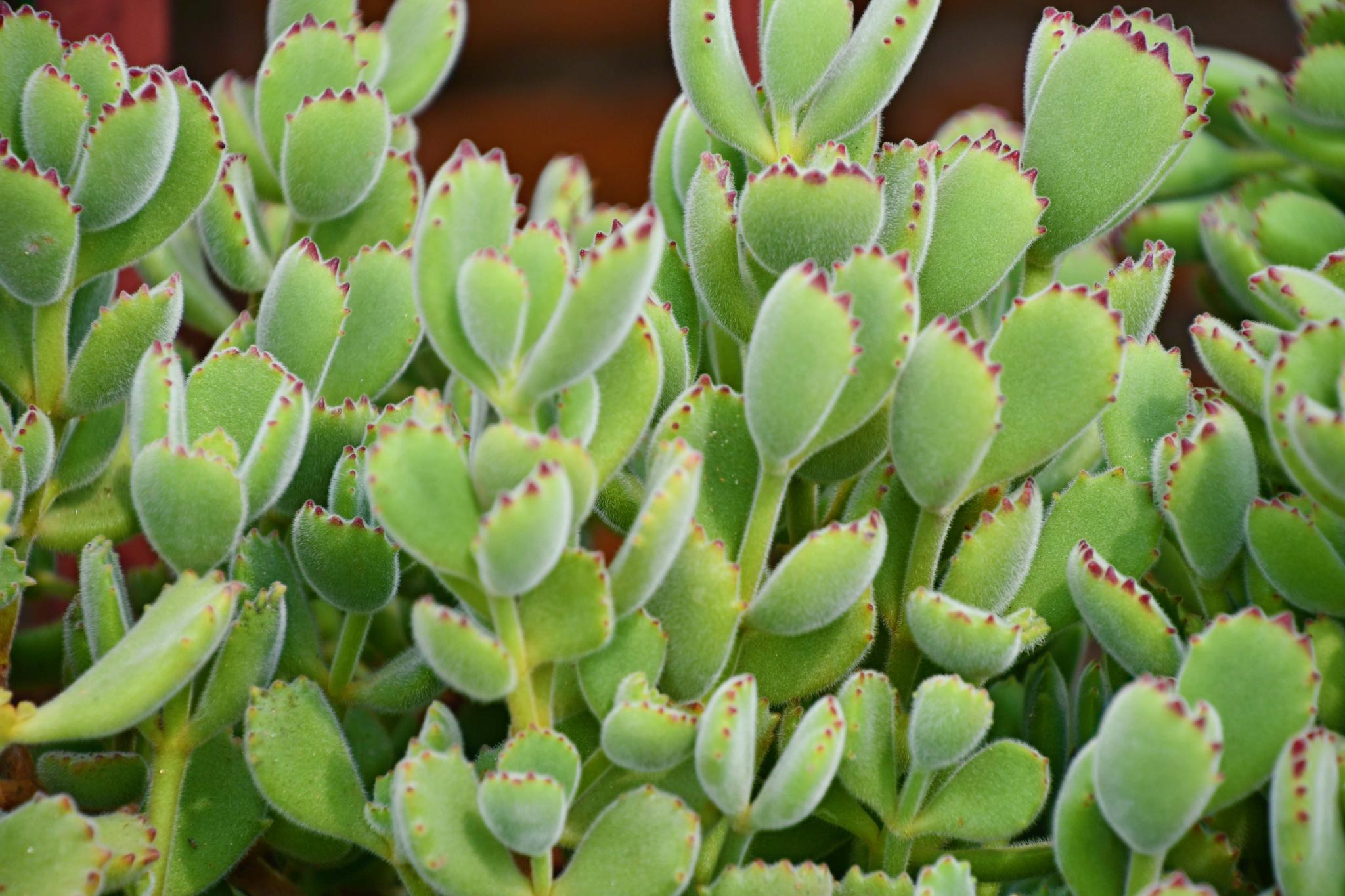 多肉植物胖乎乎的小熊掌……_高清图集_新浪网