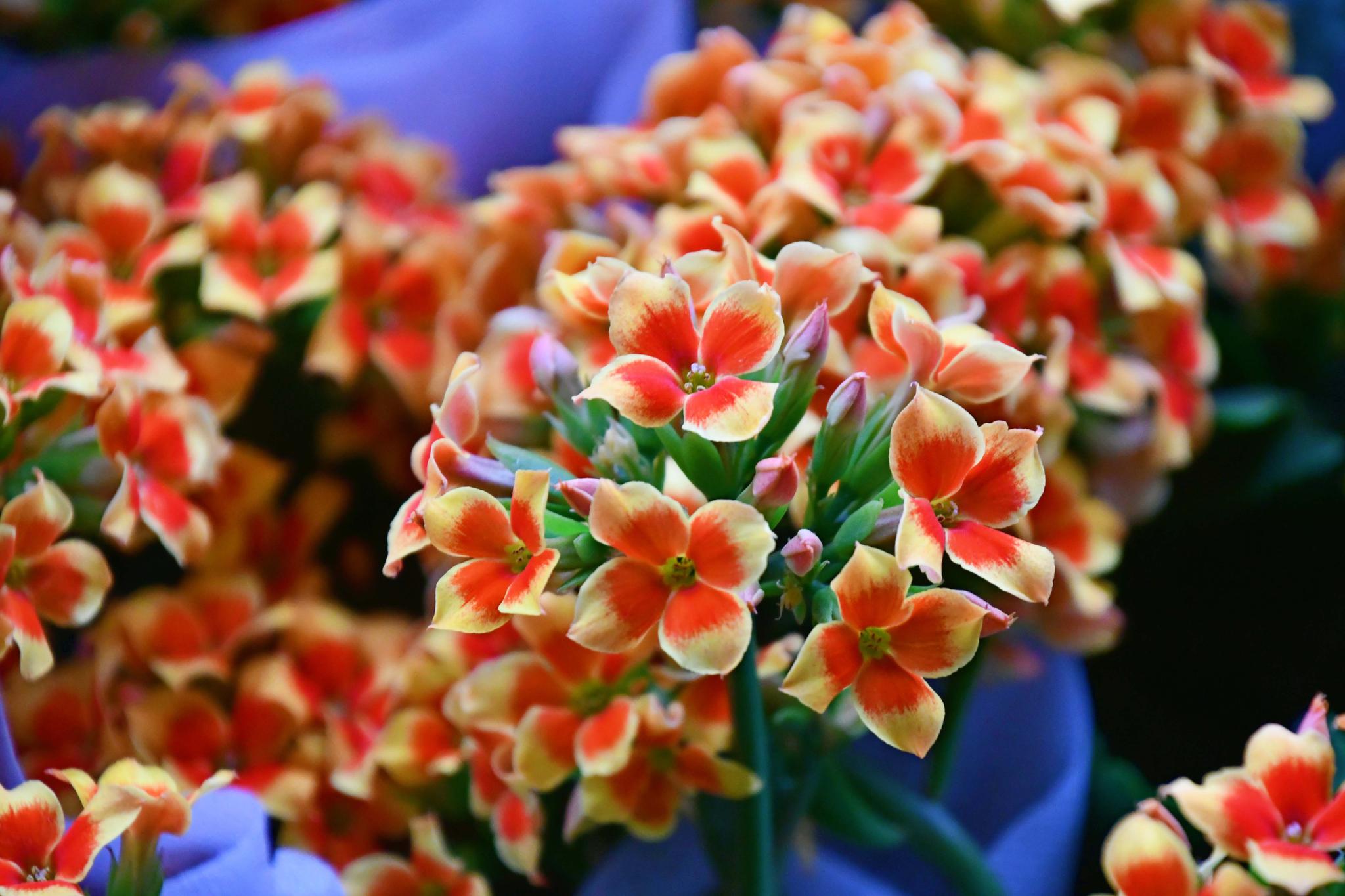 十字海棠也叫长寿花四季开花