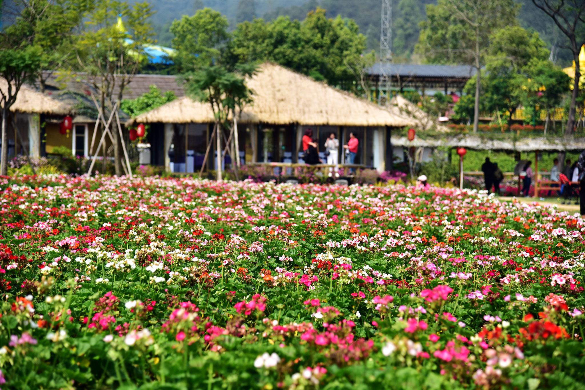 佛山盈香生态园赏百花上植物科普课|盈香生态园|高明区|薰衣草_新浪新