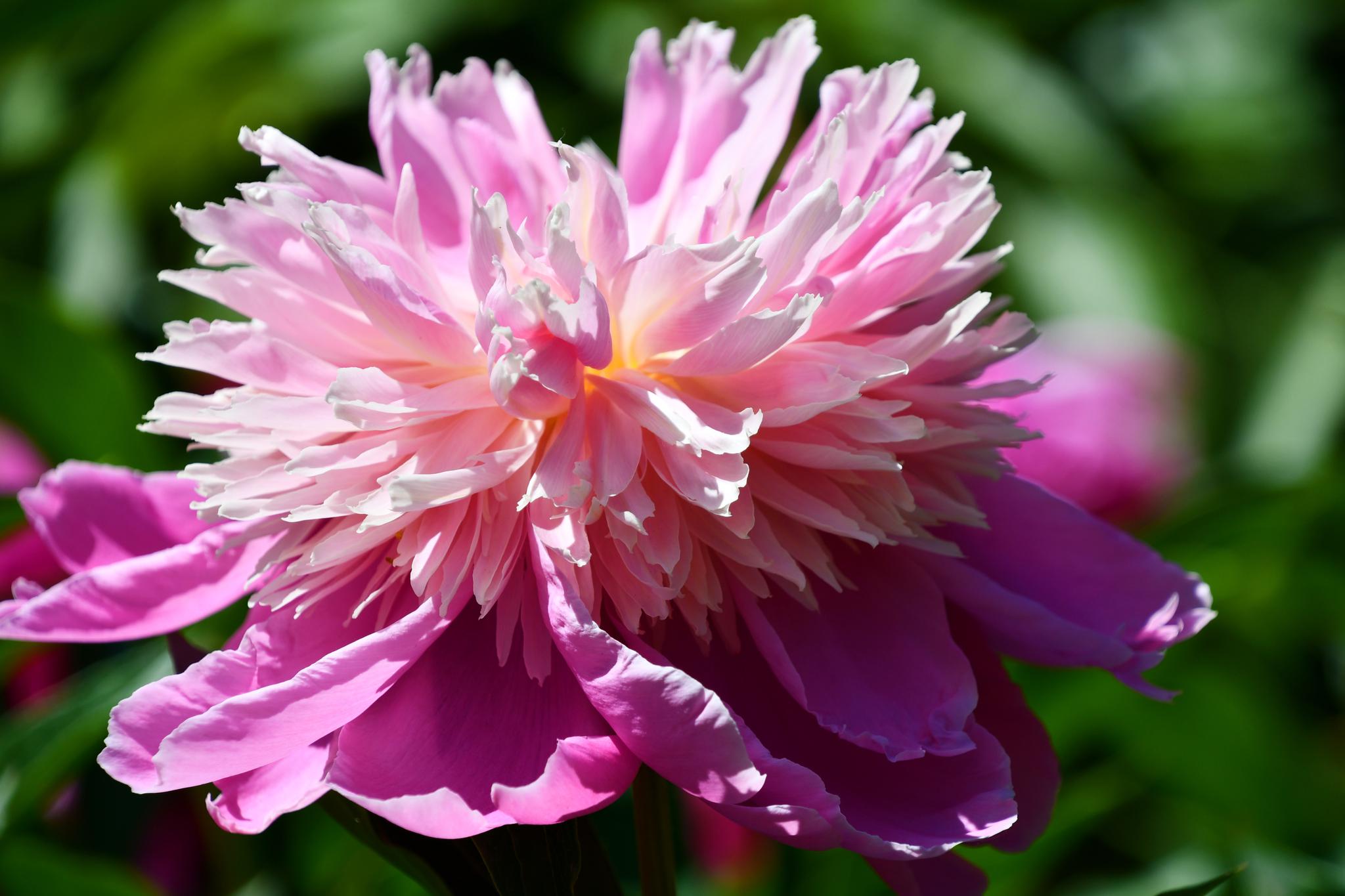 花瓣非常特别的芍药花……_高清图集_新浪网