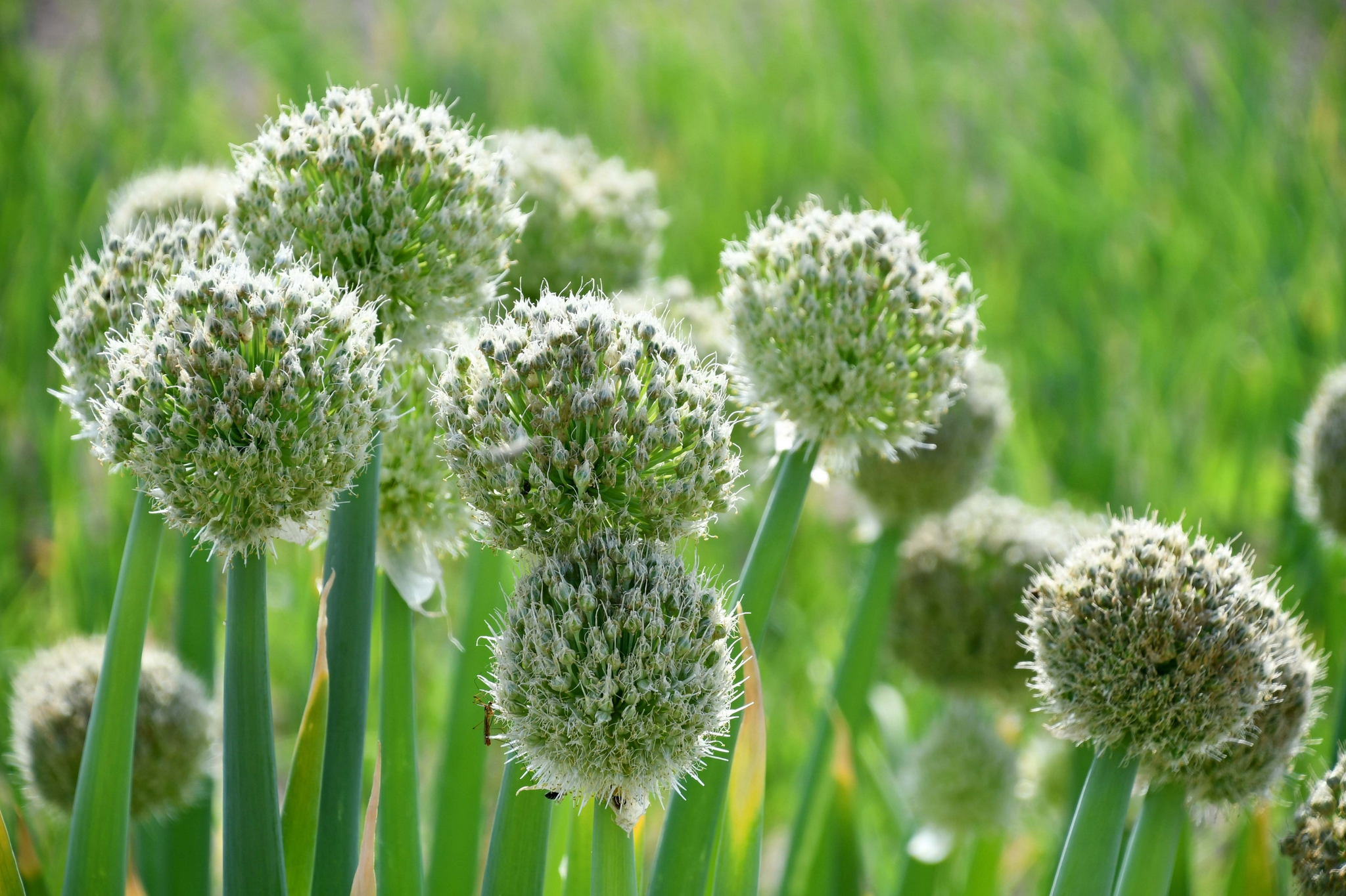 长势很好的大葱花,原创拍摄