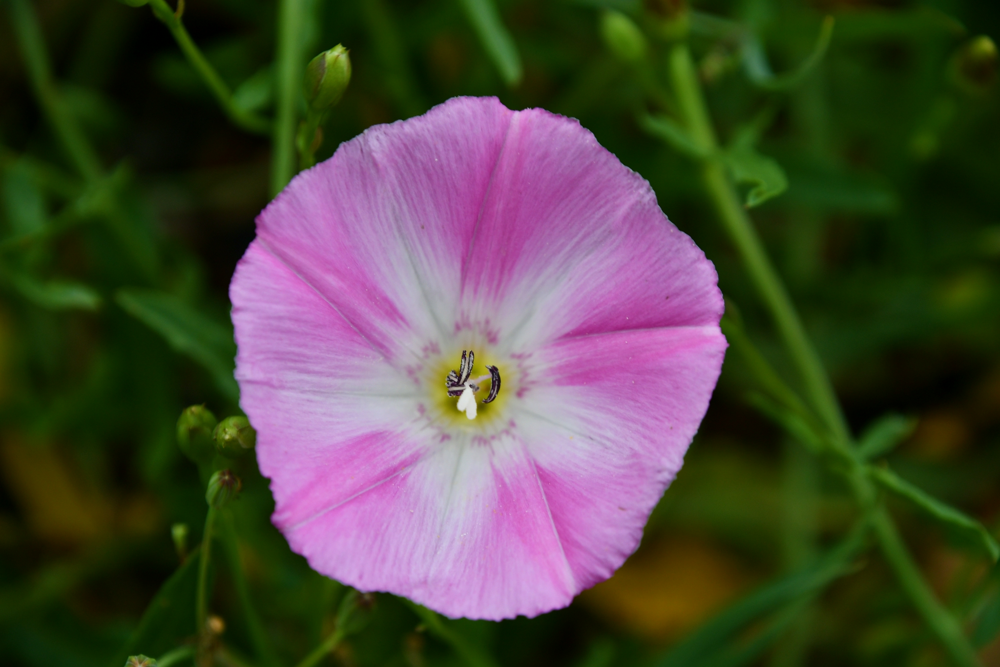 野生植物打碗花,原创拍摄