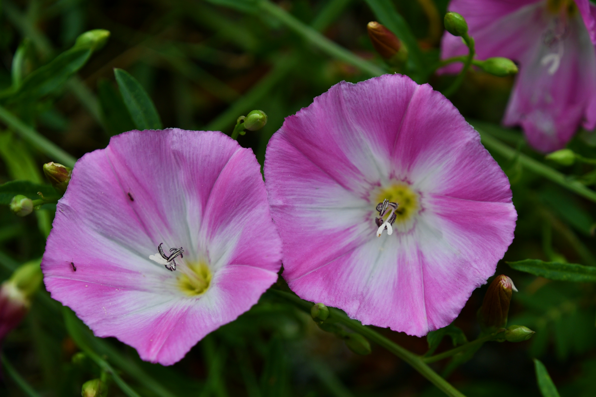 野生植物打碗花,原创拍摄