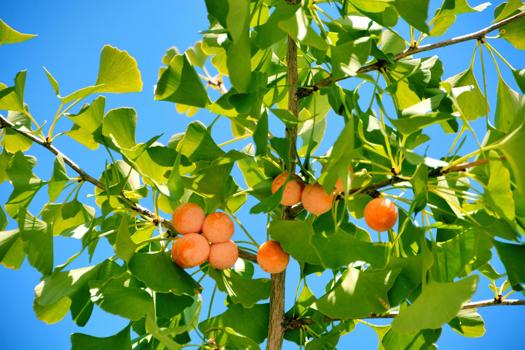 银杏果(银杏果煲汤煮粥的后果是什么)