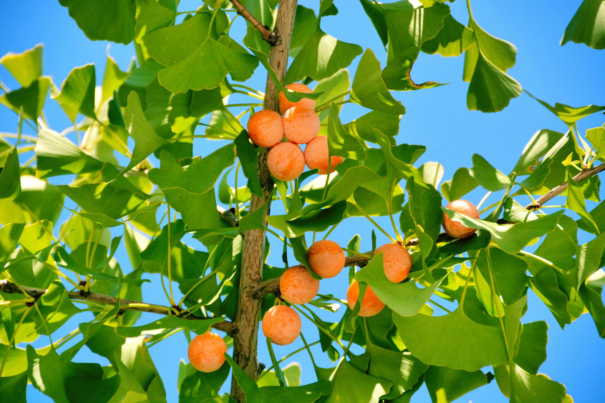 成熟的银杏果,原创拍摄_高清图集_新浪网