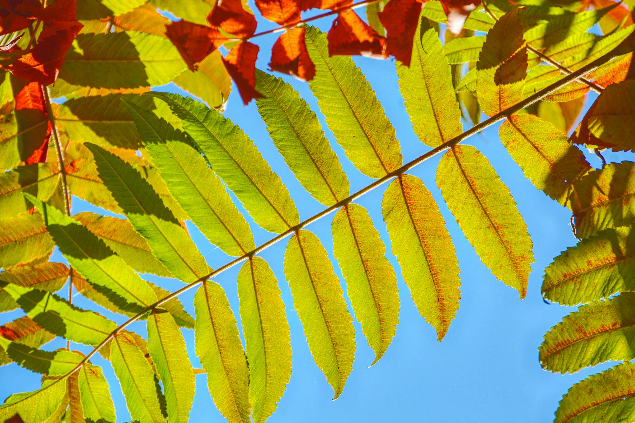 阳光下火炬树的叶子,原创拍摄