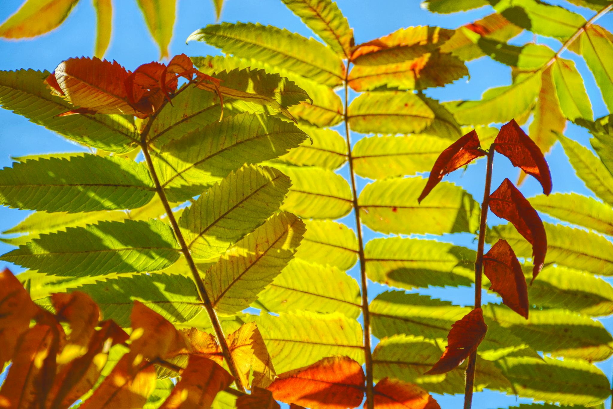 阳光下火炬树的叶子,原创拍摄