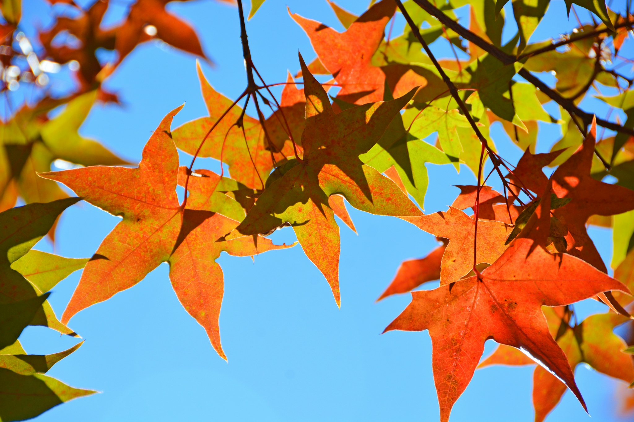 秋天的枫叶秋天的美丽心情,原创拍摄