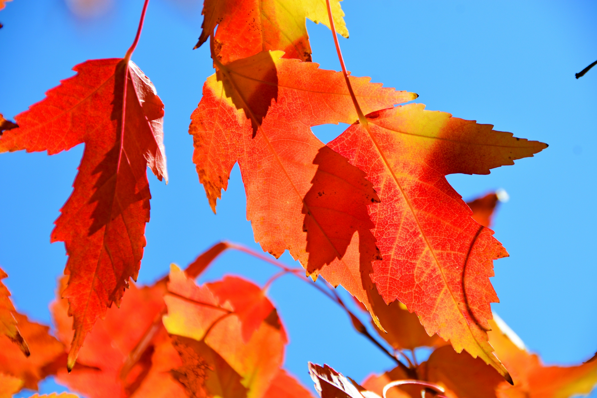 三角枫叶树红叶,原创拍摄_高清图集_新浪网