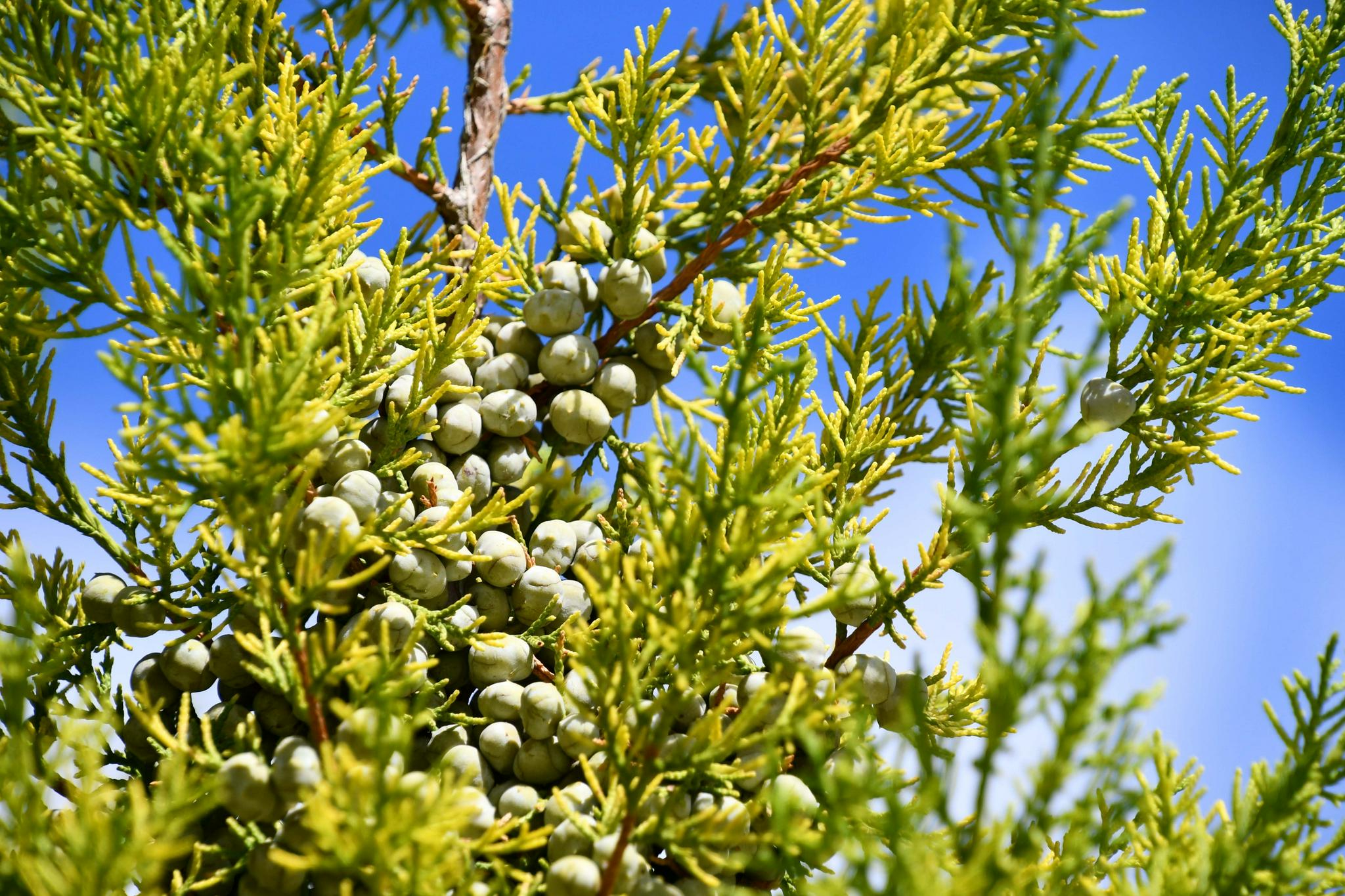圆柏种子果实,原创拍摄