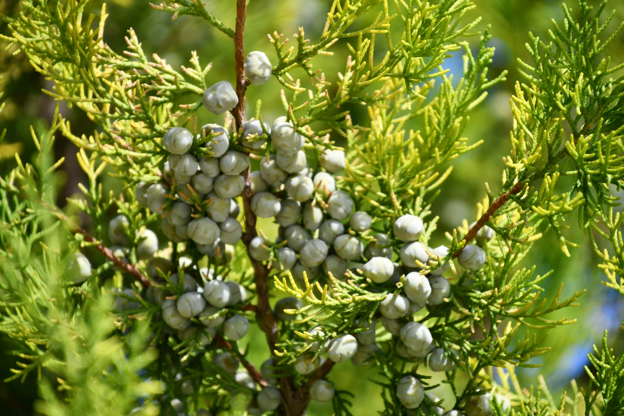 圆柏种子果实,原创拍摄