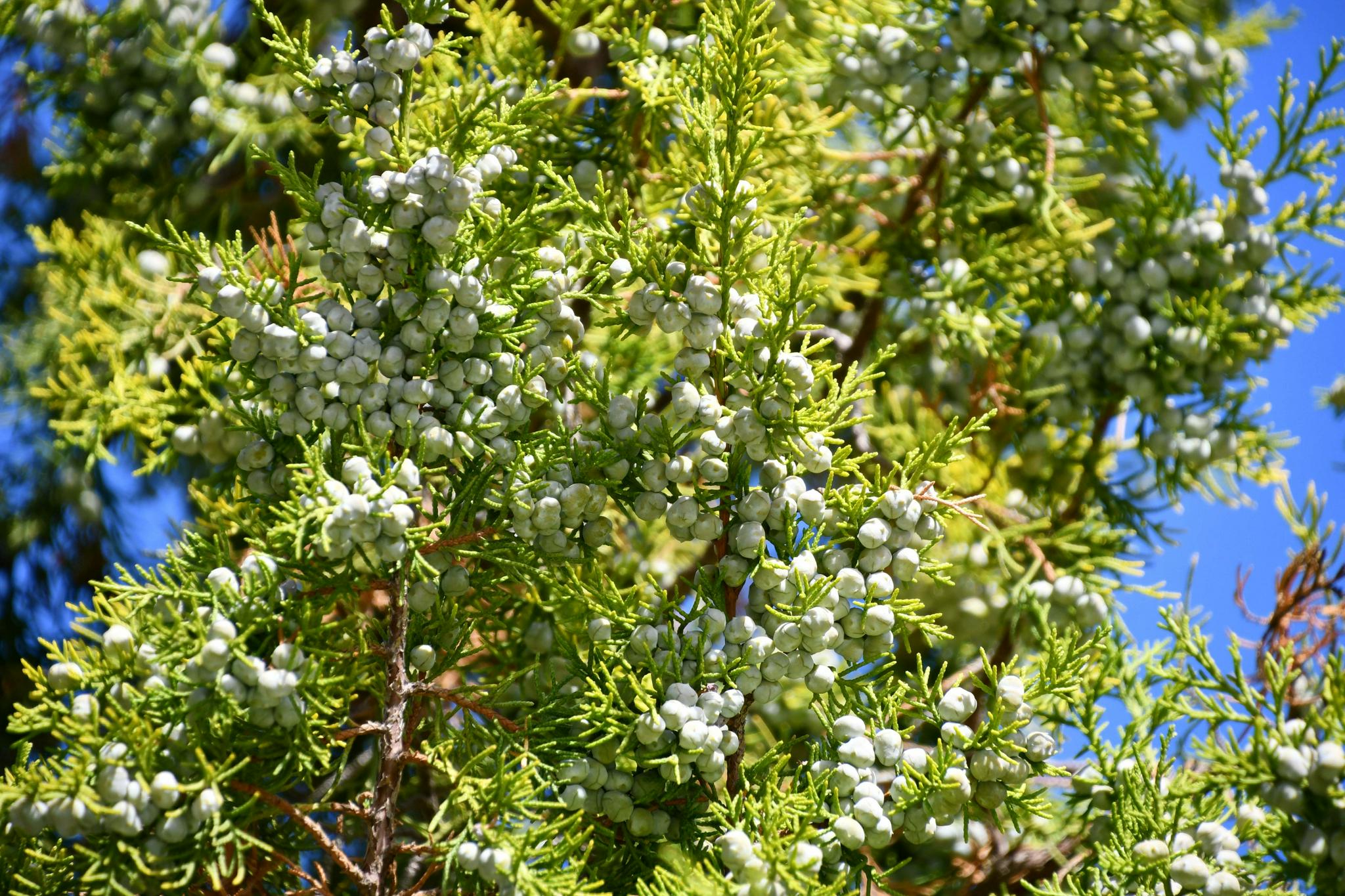 圆柏种子果实,原创拍摄