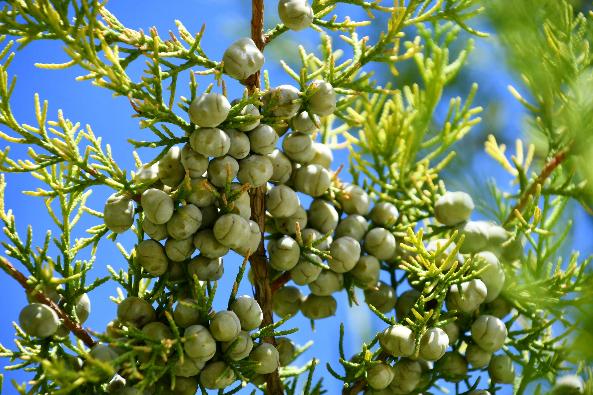 圆柏种子果实,原创拍摄