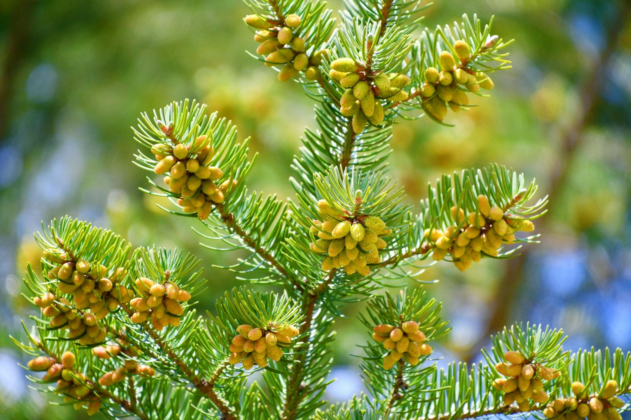 不知名杉树花,原创拍摄_高清图集_新浪网