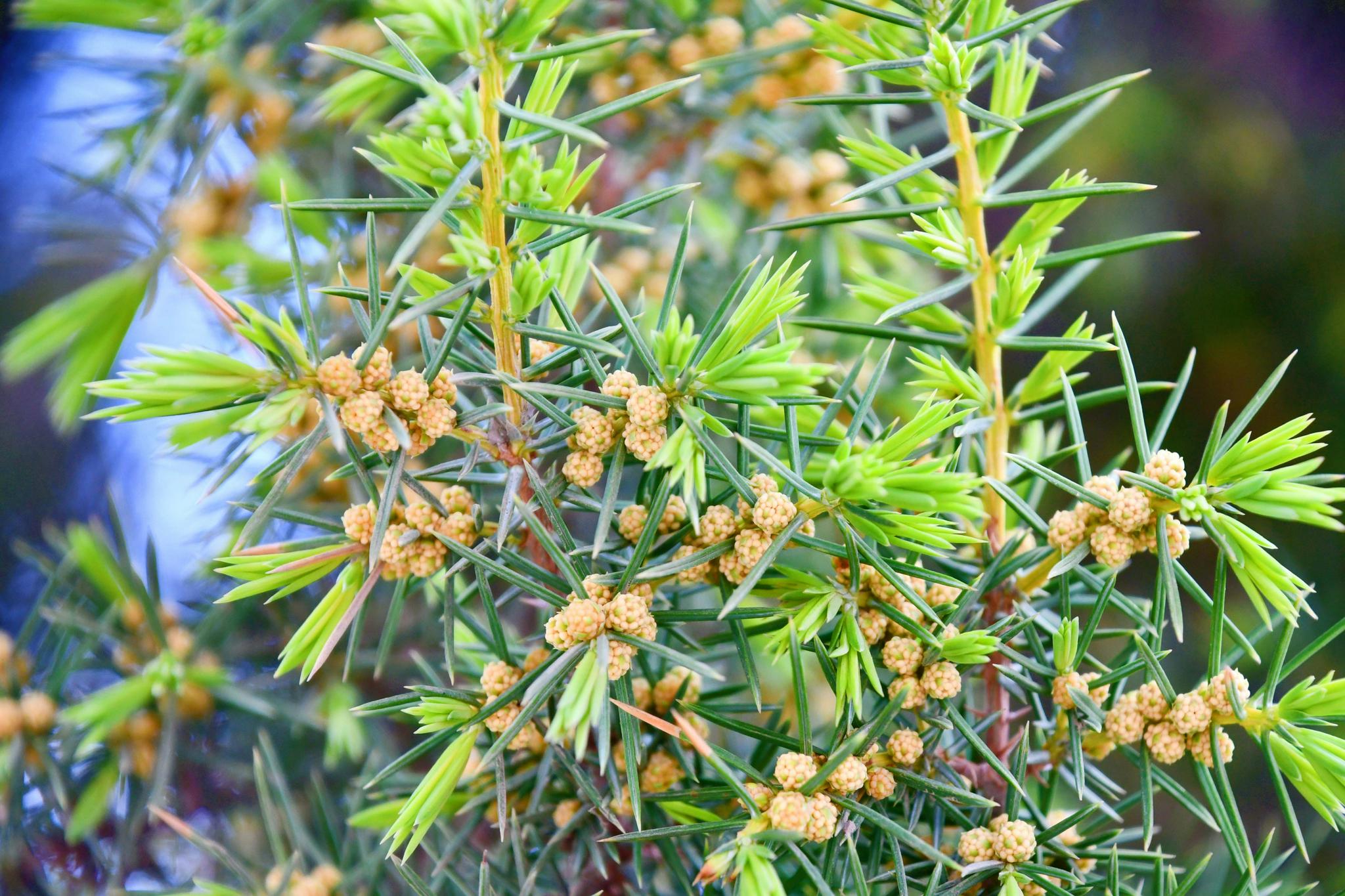 一种杉树的小花,原创拍摄_高清图集_新浪网