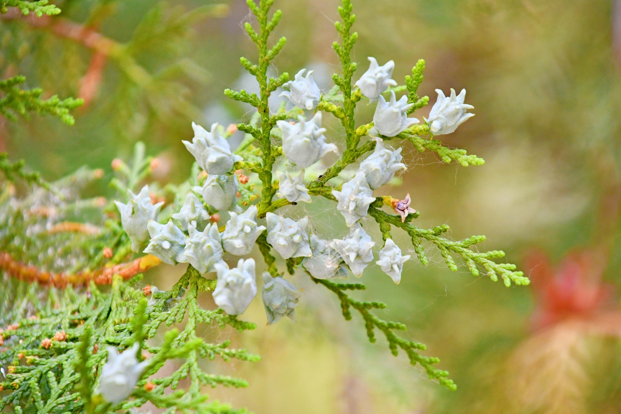侧柏果实原创拍摄