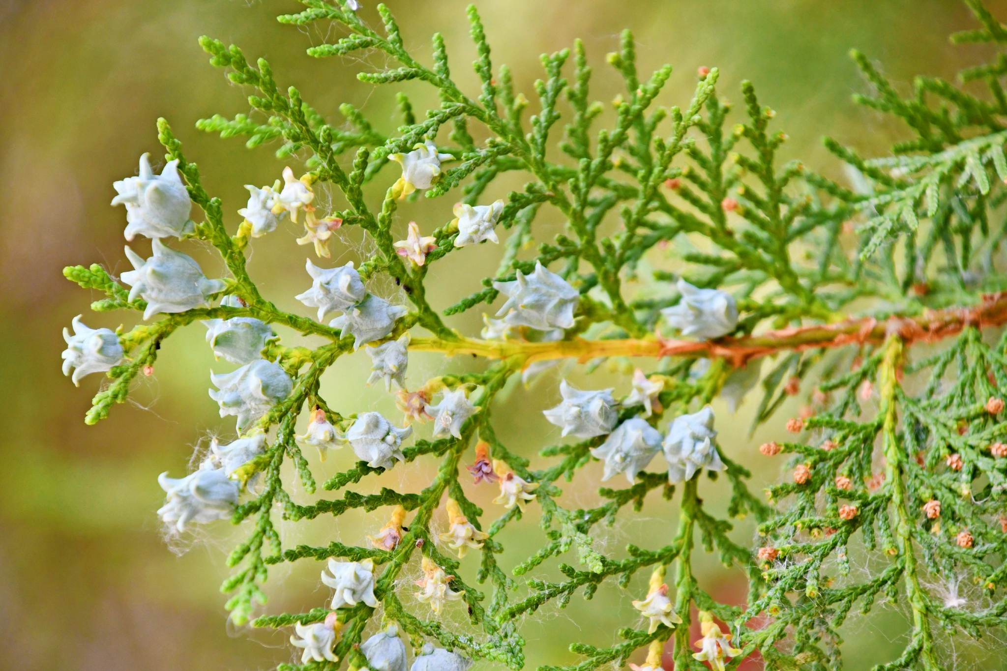 侧柏果实原创拍摄
