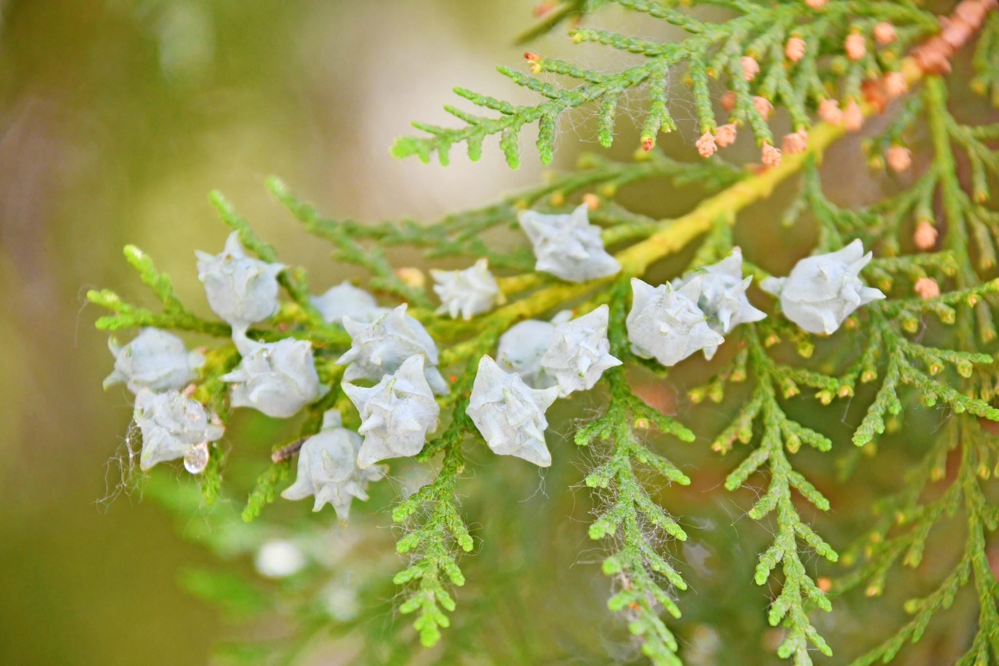 侧柏果实原创拍摄