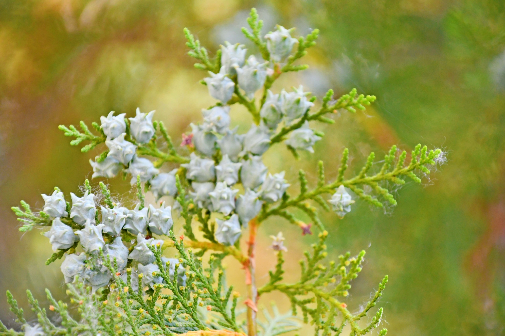 侧柏果实原创拍摄