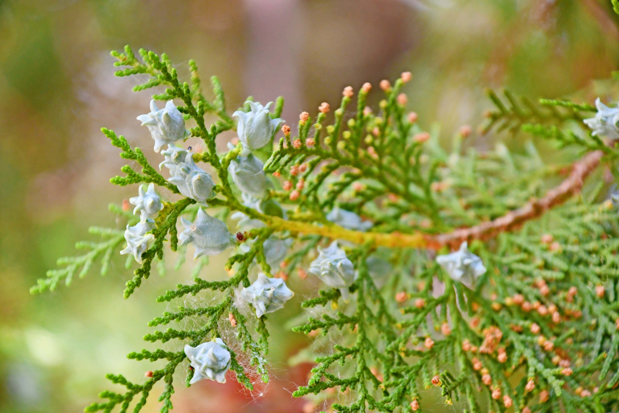 侧柏果实原创拍摄