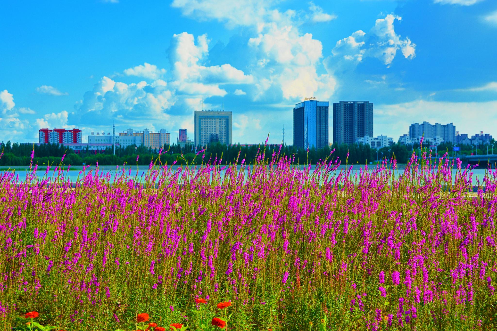 11选5问答集中营~代理广告请绕道!我的专业你模仿不来!