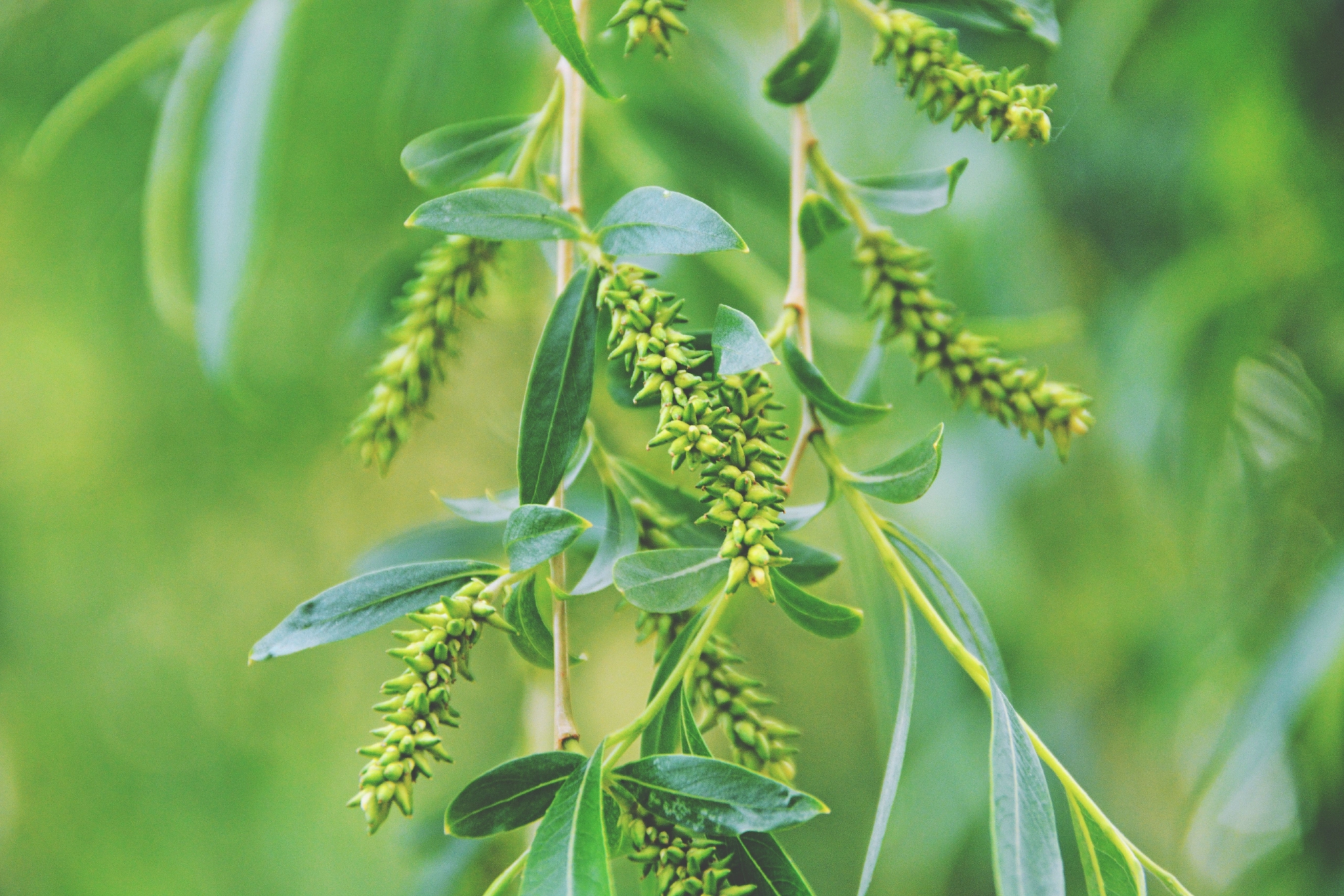 柳树种子穗原创拍摄