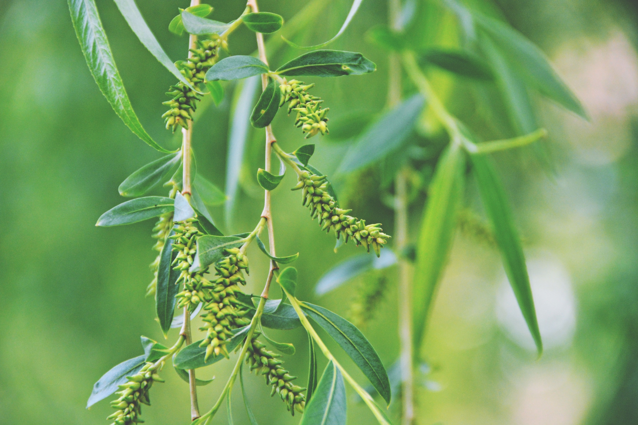 柳树种子穗原创拍摄