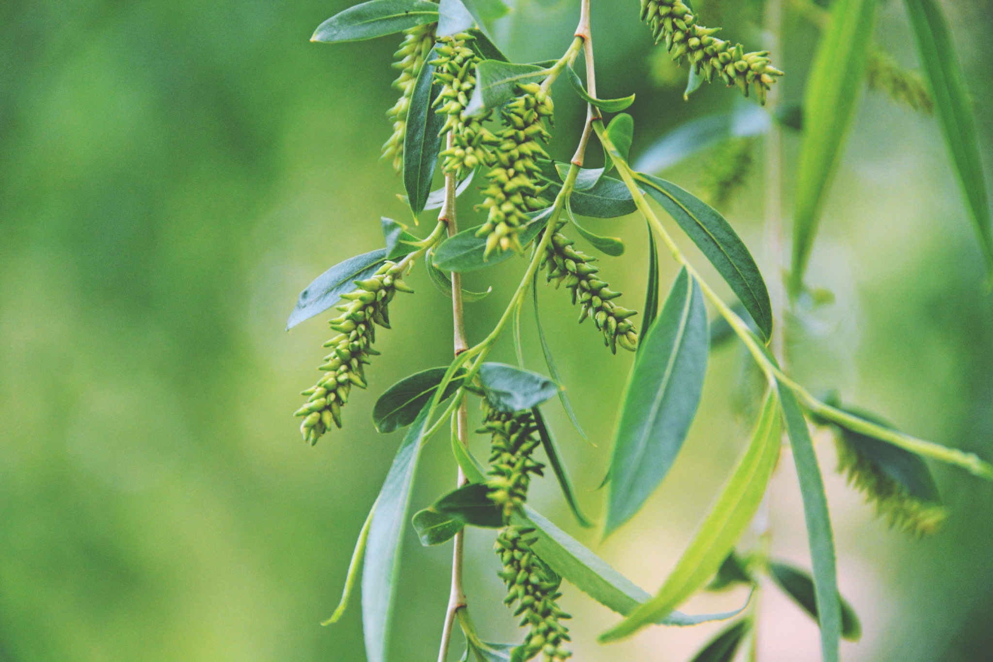 柳树种子穗原创拍摄