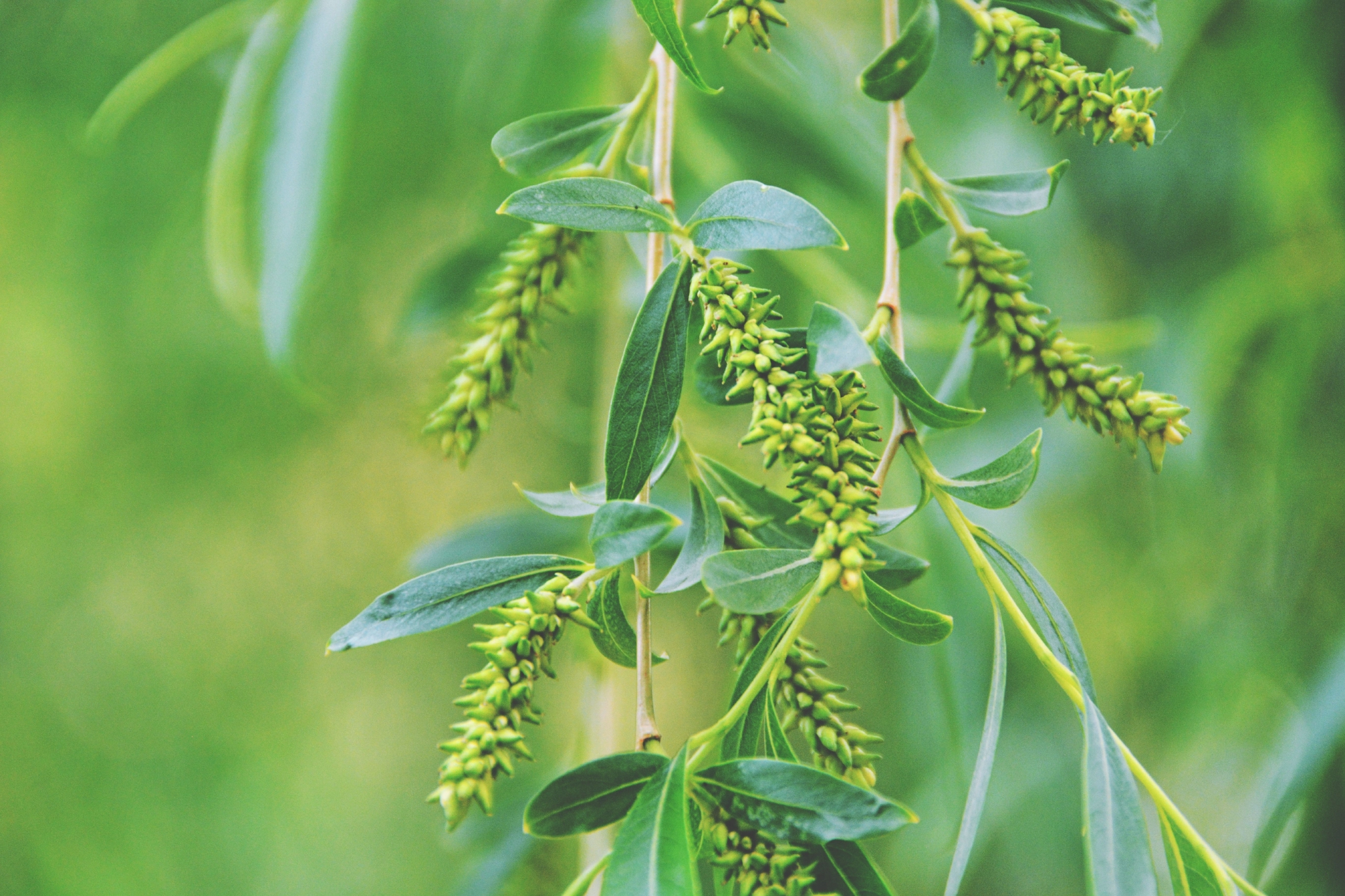 柳树种子穗原创拍摄