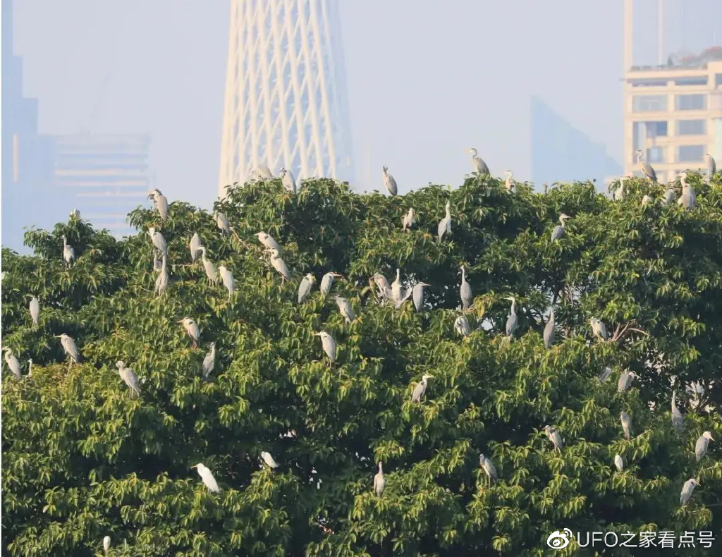世界上最神秘的鸟现身!比大熊猫还稀有,不足1000只,全都在我国休闲区蓝鸢梦想 - Www.slyday.coM 世界上最神秘的鸟现身!比大熊猫还稀有,不足1000只,全都在我国休闲区蓝鸢梦想 - Www.slyday.coM